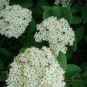 Viburnum lantana (2)
